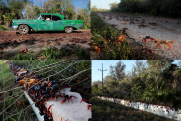 After Pandemic Peace, Fresh Swarms of Crabs Invade Cuba´s Bay of Pigs