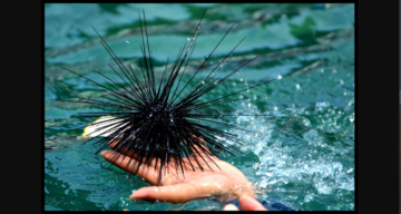 Concerned Scientists Probe Sea Urchin Deaths In Caribbean
