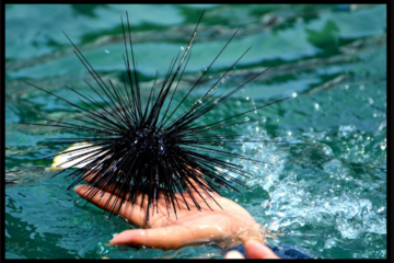 Concerned Scientists Probe Sea Urchin Deaths In Caribbean