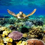 Celebrate Hashtag National Turtle Day Today!