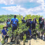 UVI Hosts USVI-BVI Mangrove Restoration Learning Exchange