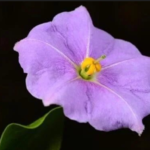 Rare USVI Plant Will Now Be Listed As Endangered After Lawsuit