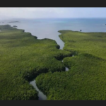 Largest Bacteria In The World Is Found In Caribbean Swamps, Genome Institute Says