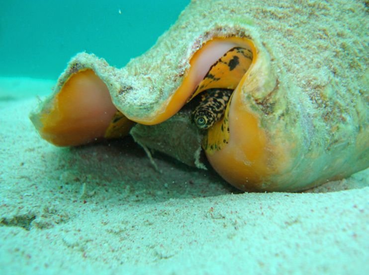 Queen Conch Season Over Until November
