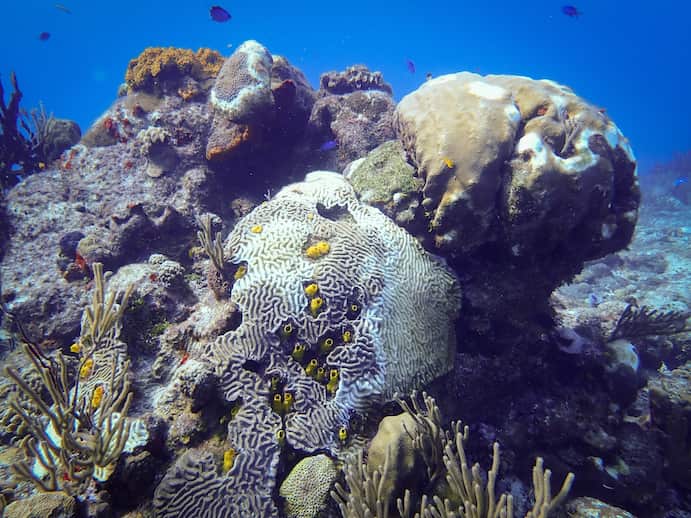 Stony Coral Disease Killing up to 94 Percent of Caribbean Coral