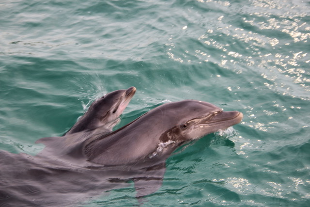 Coral World Ocean Park Welcomes Baby Dolphin To Its Family