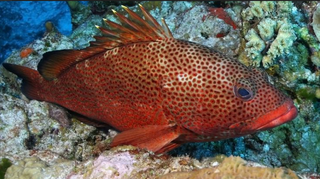 Marine Conservation Effort Aids Key Fish Species, Study Finds