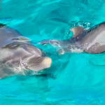 Coral World Ocean Park Welcomes Baby Dolphin To Its Family