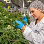 USVI Cannabis Group To Offer Cannabis Career Training, Scholarships
