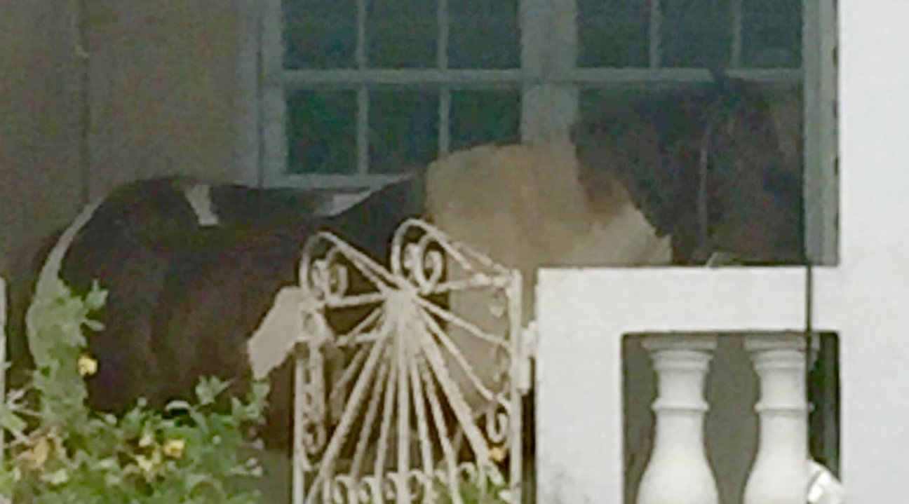 When House Hunting In St. Croix, Watch Out For The Paint Pony On The Front Porch