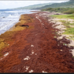 Record Amount of Algae Threatens Economy, Wildlife on Caribbean Coasts