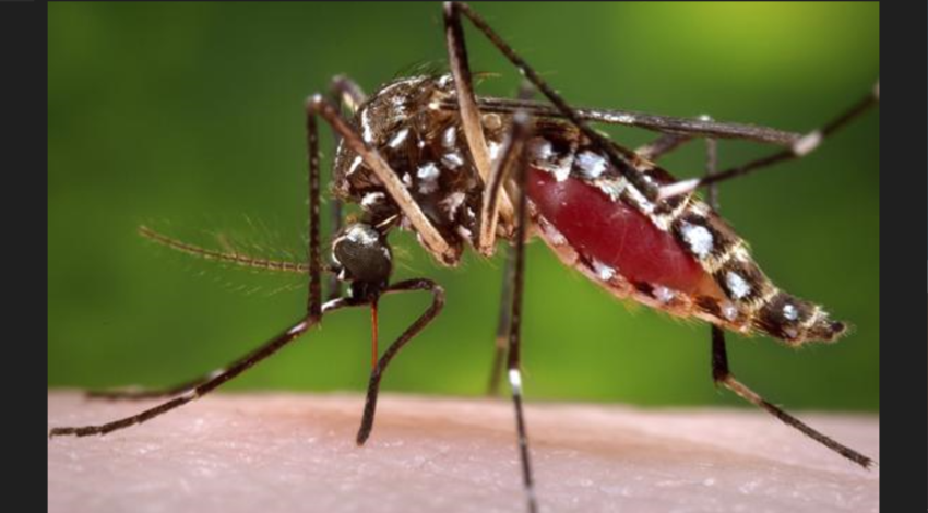 Are You A Mosquito Magnet? It Could Be Your Smell