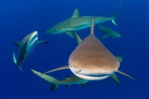 Wildlife Conference Boosts Protection For Sharks, Turtles