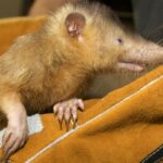 Dominican Republic Rat Who Queered Drug Bust Against Feds Gets 30 Years In Prison