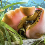 U.S. Mulls Stronger Protections For Caribbean Conch, Raising Concerns Among Fishermen