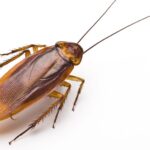 Zoo Swamped After Offering Lovers Chance To Name Cockroach After Ex For Valentine’s Day
