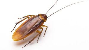 Zoo Swamped After Offering Lovers Chance To Name Cockroach After Ex For Valentine's Day