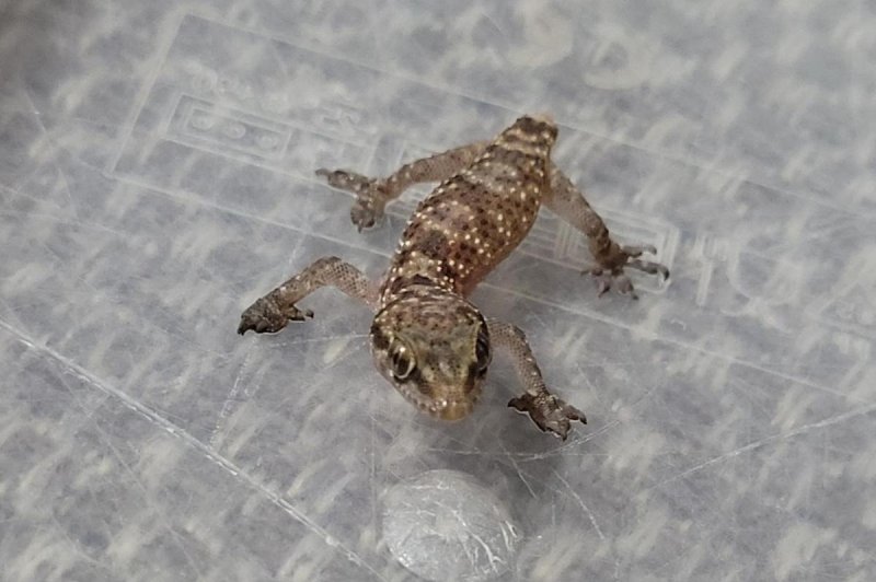 STRAWBERRIES AND SCREAM! Plucky Gecko Travels 3,000 Miles From Egypt to UK in Fruit
