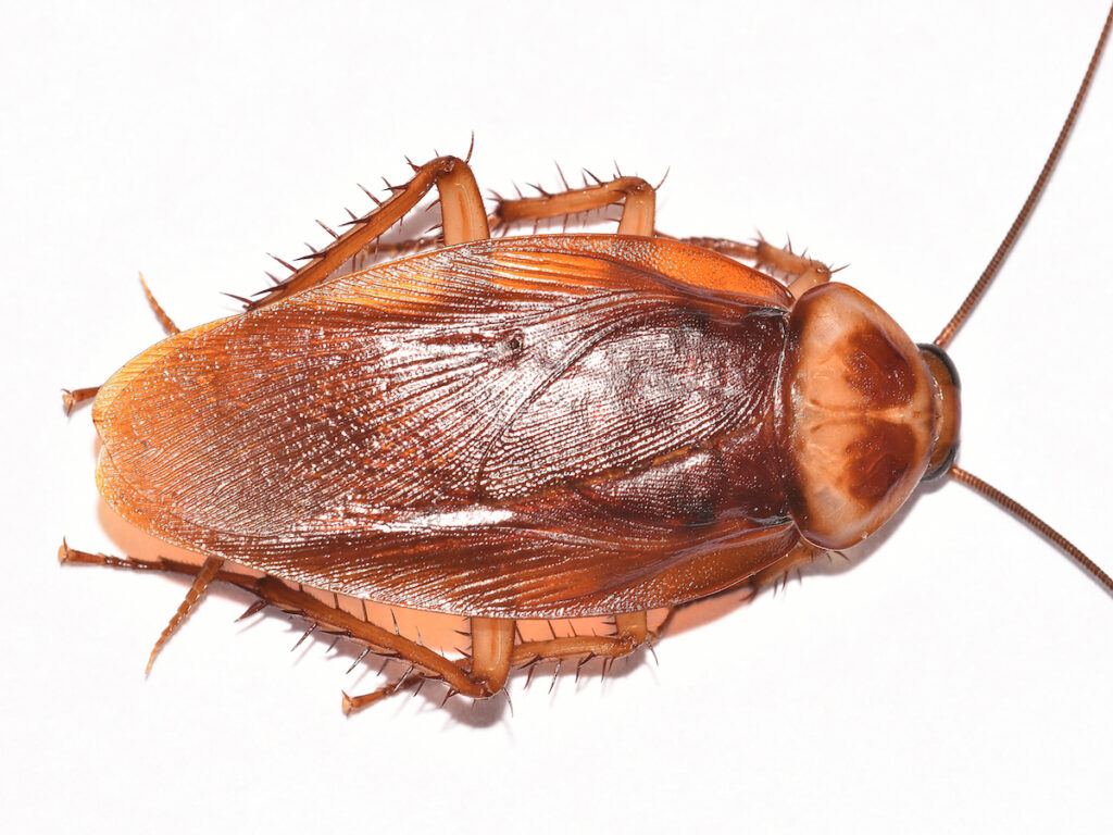 Zoo Swamped After Offering Lovers Chance To Name Cockroach After Ex For Valentine's Day