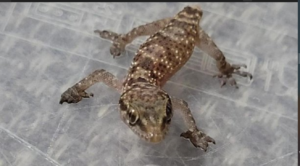 STRAWBERRIES AND SCREAM! Plucky Gecko Travels 3,000 Miles From Egypt to UK in Fruit