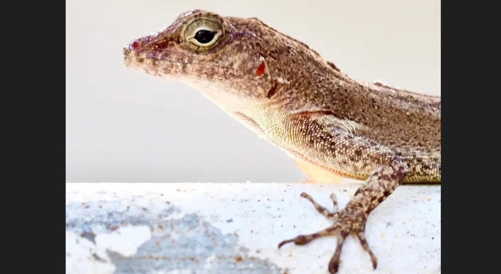 Puerto Rico Forest Lizards Have Adapted Genetically To Urban Life