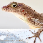Puerto Rico Forest Lizards Have Adapted Genetically To Urban Life