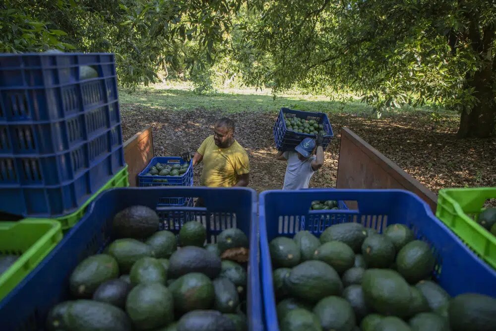 Route to Super Bowl LVII Dangerous for Mexico’s Avocado Haulers