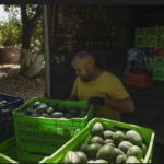 Route to Super Bowl LVII Dangerous for Mexico’s Avocado Haulers