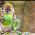 Tropical French Territory Battles Green Monkey Invasion