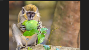 Tropical French Territory Battles Green Monkey Invasion