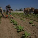 Cuba Tobacco Farmers Recuperate After Ruinous Hurricane Ian