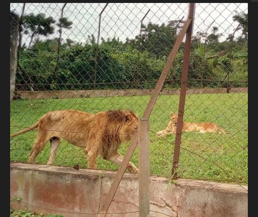 Puerto Rico To Close Lone Zoo After Years of Complaints