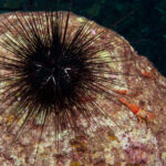 Mysterious Case of U.S. Virgin Islands Sea Urchin Die-Off Has Been Solved By Scientists