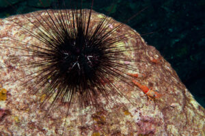 Mysterious Case of U.S. Virgin Islands Sea Urchin Die-Off Has Been Solved By Scientists