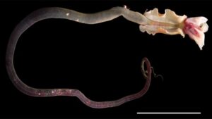 New Deep-Sea Worm Named After Trinidad & Tobago Scientist