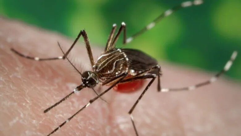 50% of Kids in USVI Have Had Dengue Fever: Proof WHO Neglects Poor Black Children