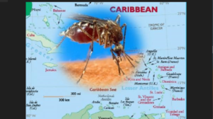 Caribbean Health Officials Monitor 46 Chikungunya Cases In Belize, PAHO Says