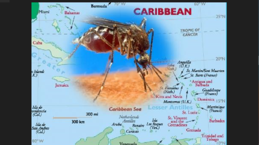 Caribbean Health Officials Monitor 46 Chikungunya Cases In Belize Paho Says Virgin Islands