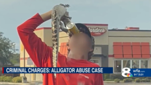 Using baby alligator in drink-chugging stunt ends with Tampa teen charged