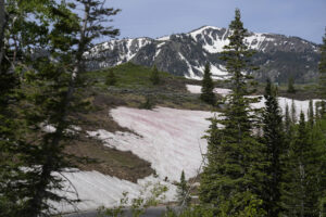 ‘Watermelon snow’ piques curiosities in Utah after abnormally wet winter