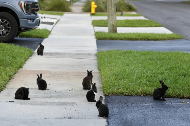 Fuzzy invasion of domestic rabbits has a Florida suburb hopping into a hunt for new owners