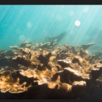 FEMA funds first-of-its-kind effort to rebuild Puerto Rican coral reefs