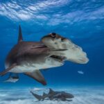 Dog vs shark standoff thrills tourists on Bahamas boat tour