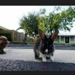 Fuzzy invasion of domestic rabbits has a Florida suburb hopping into a hunt for new owners