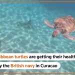 Caribbean Turtles Get A Health Check-up In Curacao