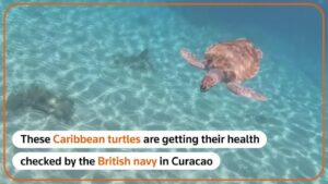 Caribbean Turtles Get A Health Check-up In Curacao