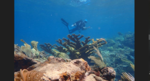 NOAA Completes Coral Reef Sampling of USVI