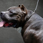 Britain to ban American XL bully dogs by the end of the year