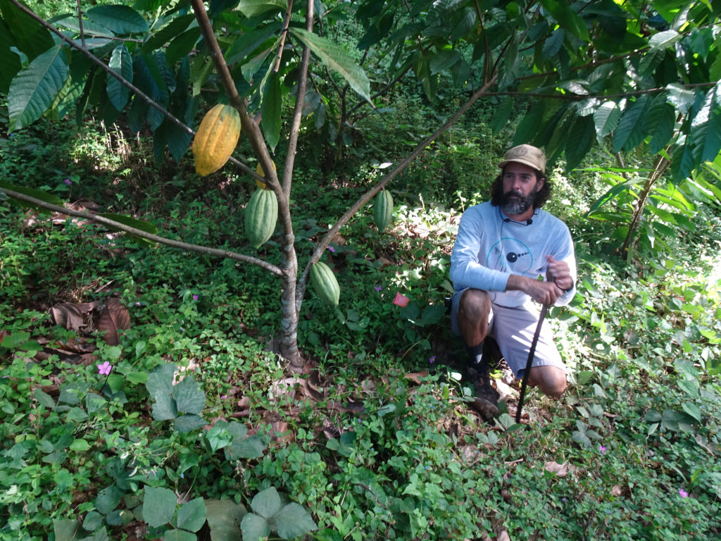 'Cadmium Talks' webinar helps cacao farmers in Caribbean navigate new EU regulations