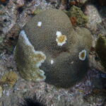 Assistant Secretary Cantor To Co-Chair US Coral Reef Task Force in the USVI